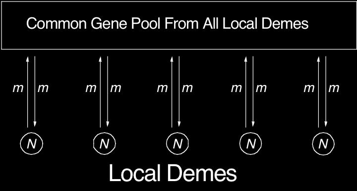 D: 1 1 F(t) = + (1 - )F(t-1) 2N 2N With Gene Flow, Two Genes Can Only Be I.B.D. If They Are From the Same Deme (by