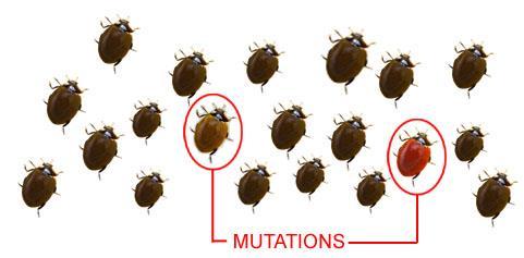 Over time advantageous mutations result in
