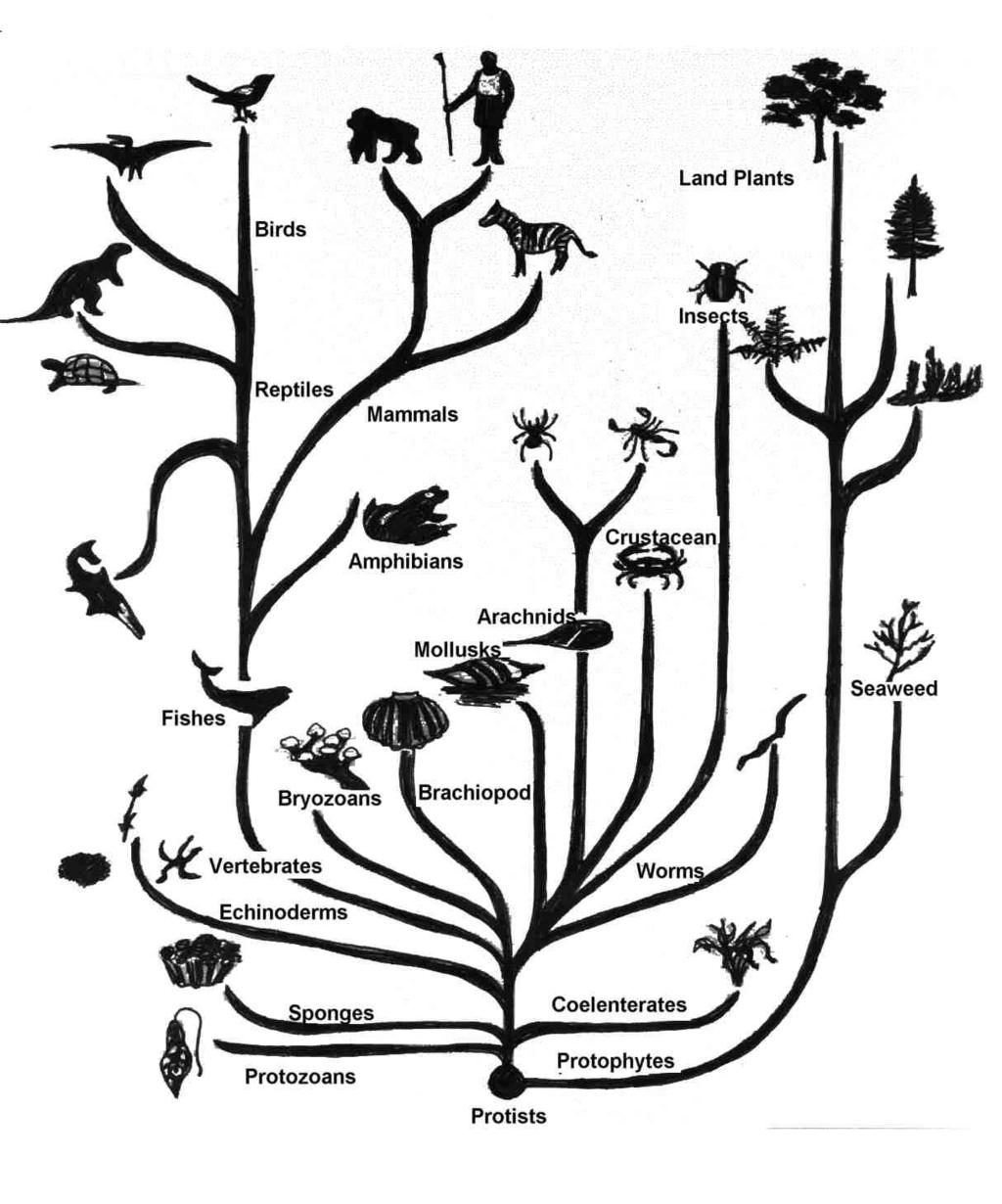 Evolution When organisms are ideally suited to the environment in