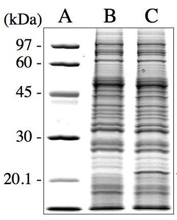 4.5 Detection of the Expressed Protein Run SDS-PAGE followed by CBB staining to identify the expressed protein.