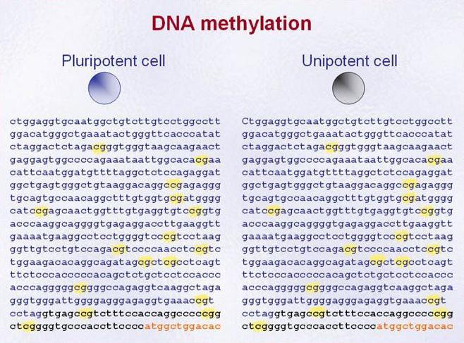 DNA Methylation Differentiates Totipotent