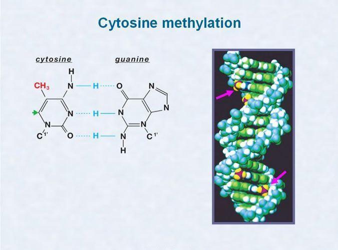 5-Methyl Cytosine in DNA