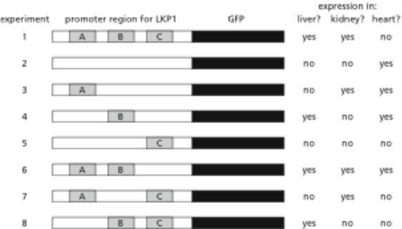 You are interested in understanding the gene regulation of Lkp1, a protein that is normally produced in liver and kidney cells in mice.
