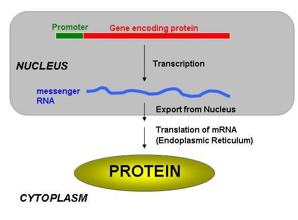 Transcription The start transcribing signal is a nucleotide sequence on DNA called a promoter located in the DNA