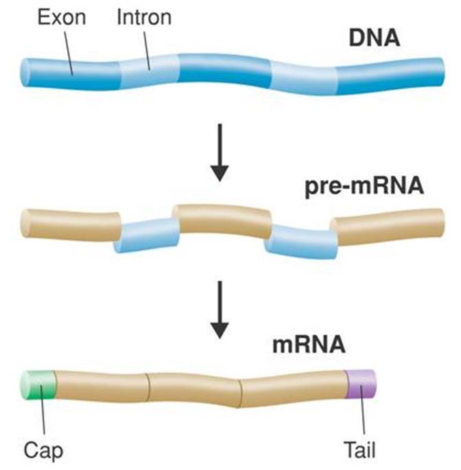 The Processing of Eukaryotic RNA RNA processing includes removing introns (noncoding regions of the RNA)