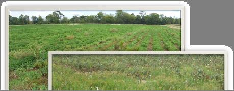 Weed problems in peanut (above) and cotton (below).