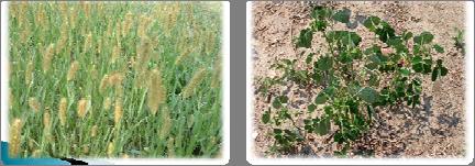 weeds Sanitize cultivation and other tillage equipment when moving from