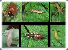 assassin bugs and others feed on pests Fungi and