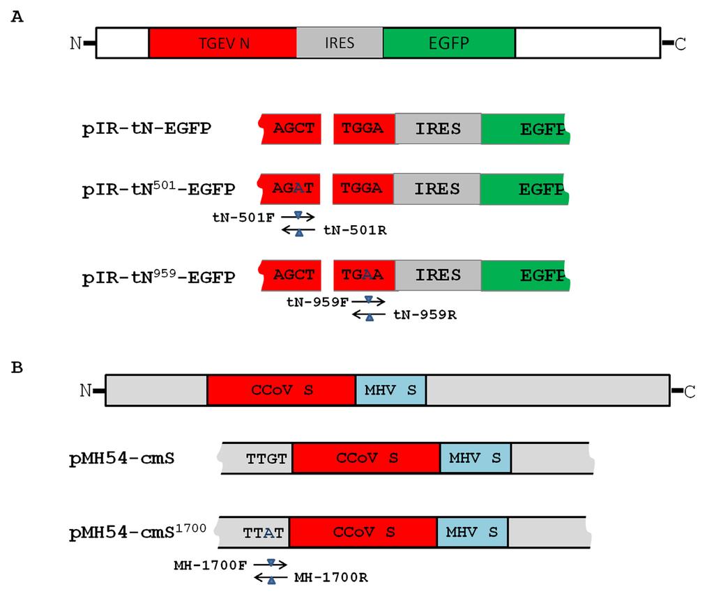 H. Liu et al. 3468 pletely complementary sequences, with mutated bases at the center position. Three different positions from the two different plasmids were selected for mutagenesis by primer design.