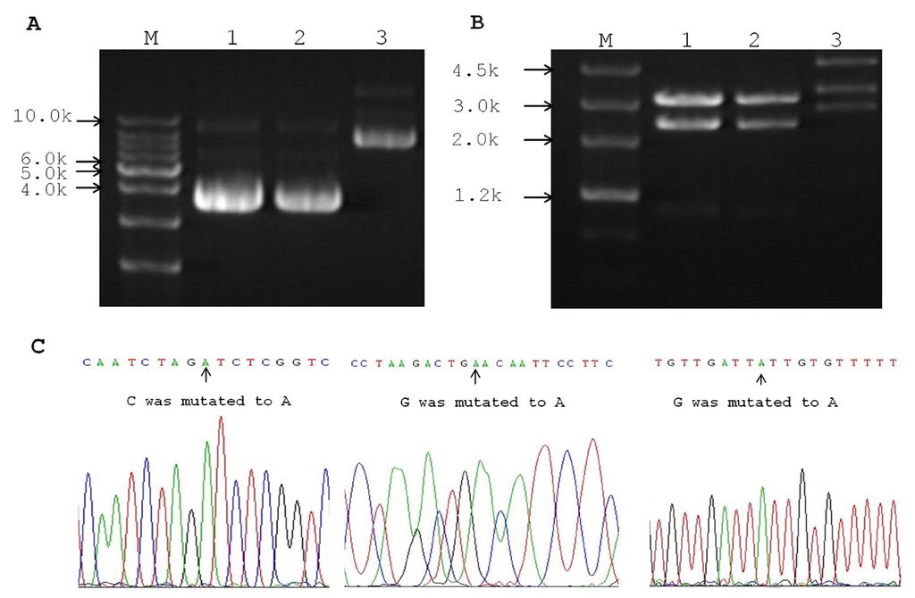 Lane 1 was for pir-tn501-egfp, lane 2 was for pir-tn959-egfp, and lane 3 was for pmh54-cms1700. Lane M = DNA marker. B.