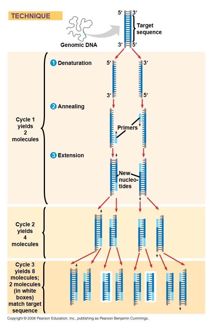 Amplifying DNA: The Polymerase Chain Reaction (PCR) The polymerase chain reaction, PCR, can produce many copies of a specific target segment of DNA A