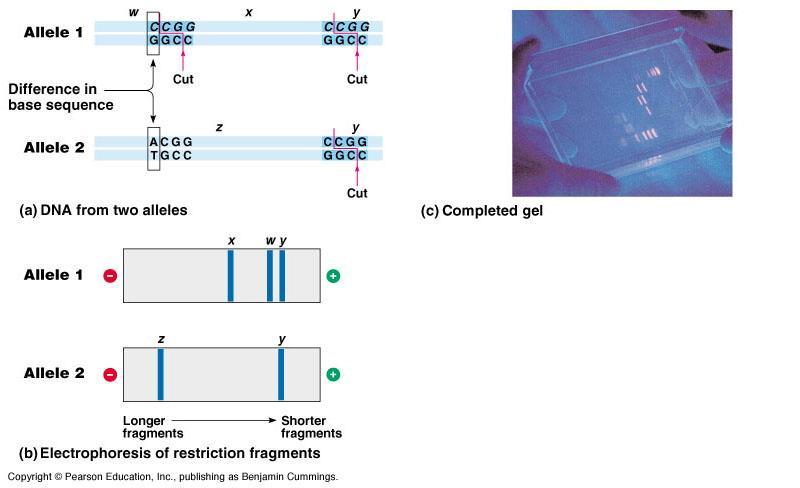 In restriction fragment analysis, DNA fragments produced by restriction enzyme digestion of a DNA molecule are sorted by gel electrophoresis Restriction fragment