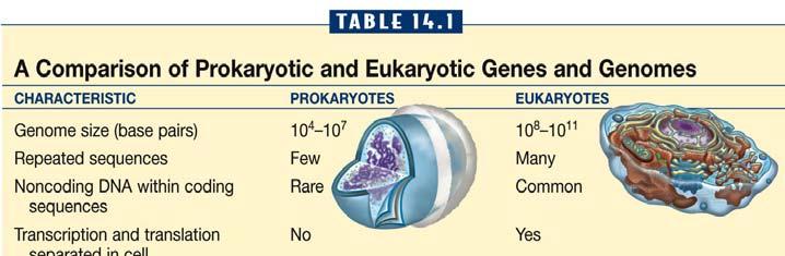 Eukaryote genomes (Chap 21)