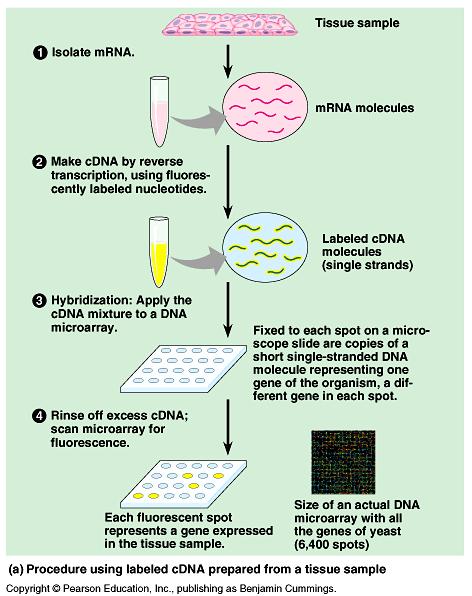 DNA microarray assay for gene expression DNA technologies Diagnosis of diseases Forensic uses of DNA Genetic