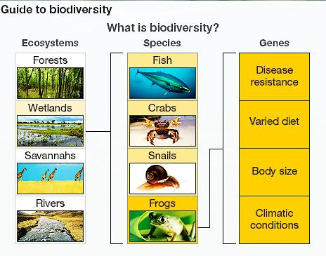 Primary vs secondary succession CONCEPTS OF BIOLOGY Chapter 21 CONSERVATION AND BIODIVERSITY What is biomagnification? Is most of Earth s water fresh, or salt?