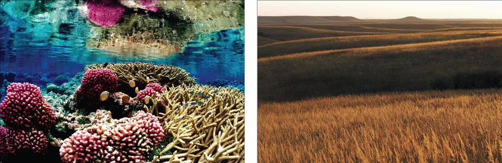 The variety of ecosystems on Earth from coral reef to