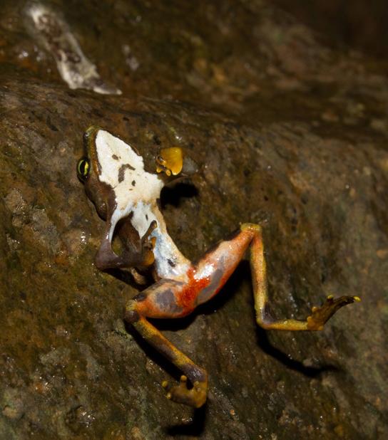 This Limosa harlequin frog, an endangered species from Panama, died from a fungal disease Another
