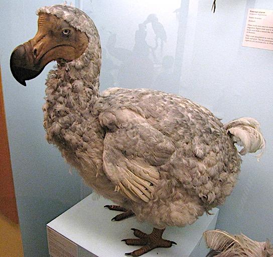 13 A sixth, or Holocene, mass extinction has mostly to do with human activities The dodo bird was