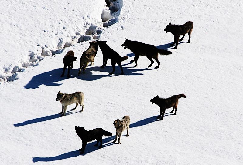 17 Protect keystone species (wolves in Yellowstone National Park) Zoos and captive breeding programs help