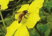 Honeybees, Pollination and Livelihoods Farooq Ahmad, Min Bdr.