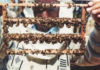 Except for small quantities of wax, other bee products are not being produced by Afghan beekeepers.