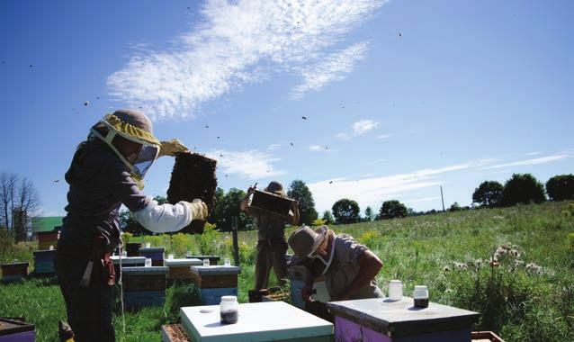 MONITORING, THRESHOLDS AND PEST & DISEASE TREATMENTS Beekeepers have the responsibility to maintain and sustain healthy honey bee colonies.