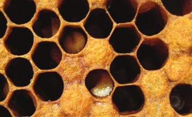 19 European Foulbrood (EFB) This bacterial disease is less serious than AFB, affects the uncapped brood and generally only appears under conditions of