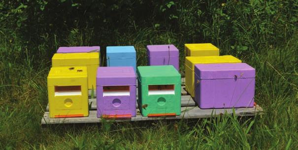 used in splits, in full-sized colonies for re-queening or introduced into mating nucs Check for