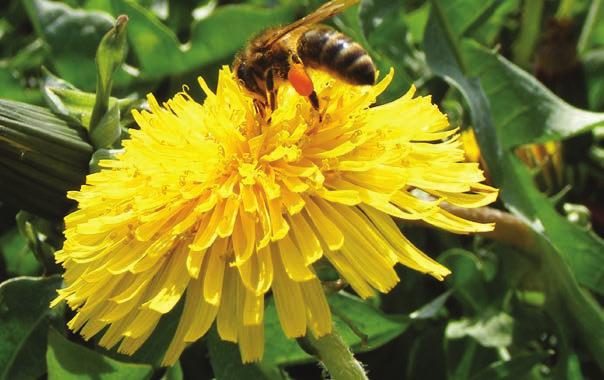HONEY BEE NUTRITION Honey bees require nutrients from the environment to grow at the individual and colony level.