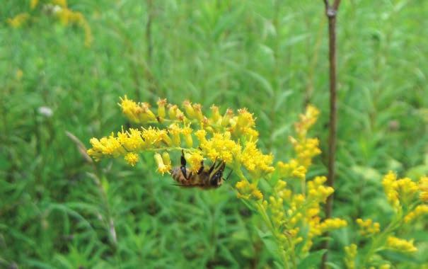 49 HABITAT Honey bees require plants, shrubs and trees in the area surrounding their hives that bloom throughout the year to provide nectar and pollen.