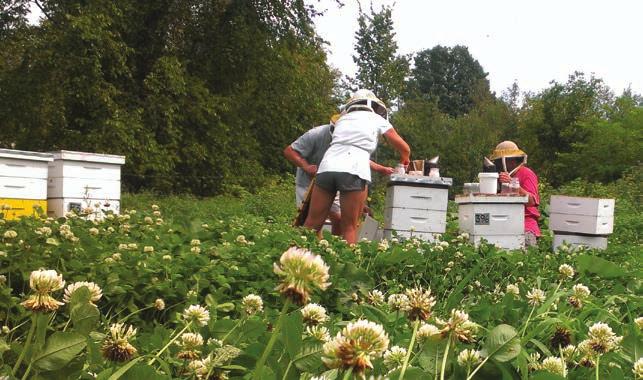 04 Important features of an apiary include: Dry location Southern sun exposure Access to clean water Access to abundant forage Wind protection Protection from livestock, wildlife Exclusion from
