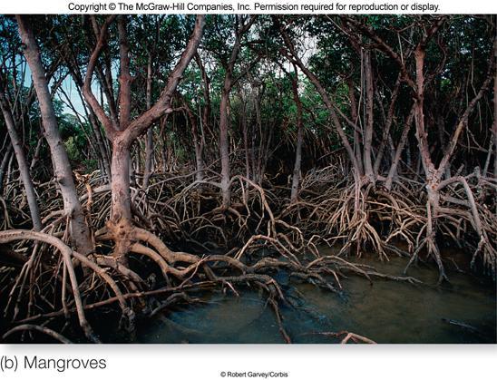 Mangroves Mangroves are trees that grow in saltwater along tropical