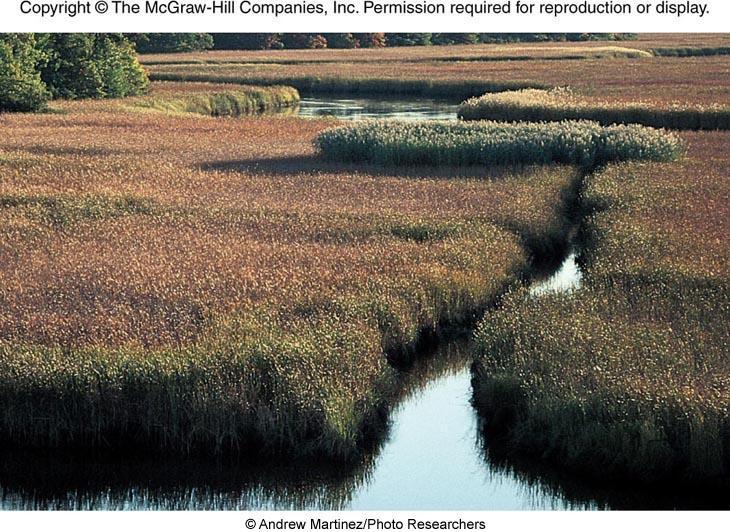 Tidal Environments Estuaries - bays or semi-enclosed bodies of brackish water that form where rivers enter the ocean Salt marshes - coastal wetlands flooded regularly or occasionally