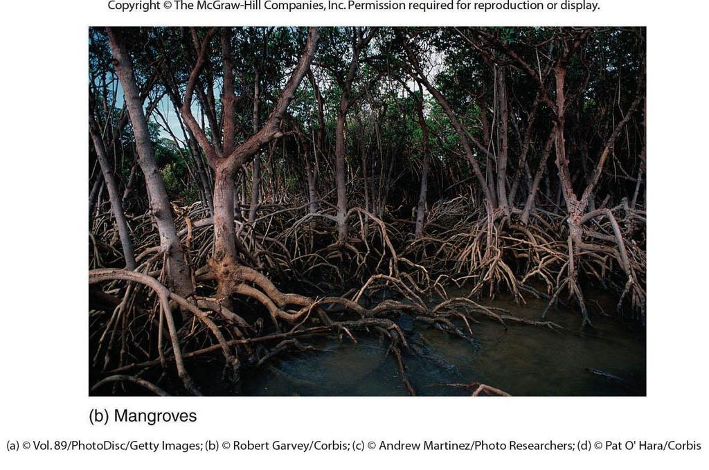 Tidal Shores Continued: Mangroves Mangroves are a diverse group of