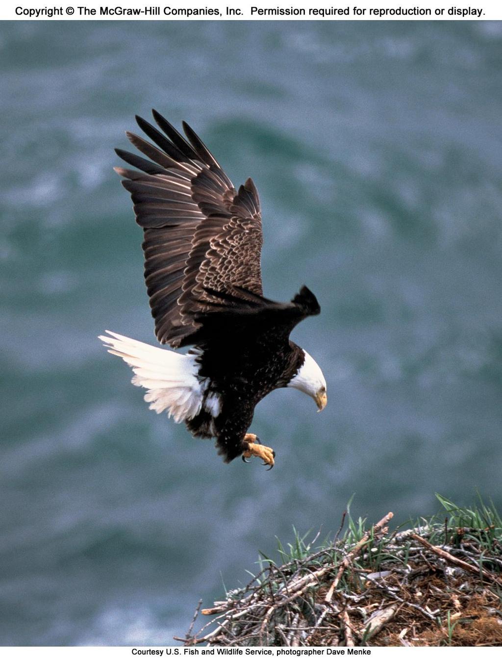 The Bald Eagle is one of