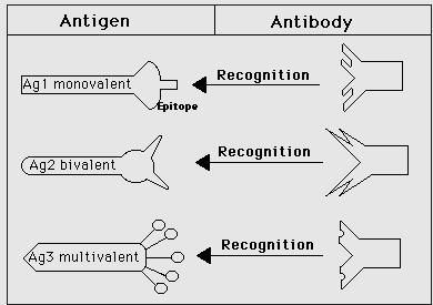 Precipitation Reactions in general: Formation of an Ag-Ab lattice depends on the valency of both the antibody and antigen: -The antibody, must be bivalent; a precipitate will not form with monovalent