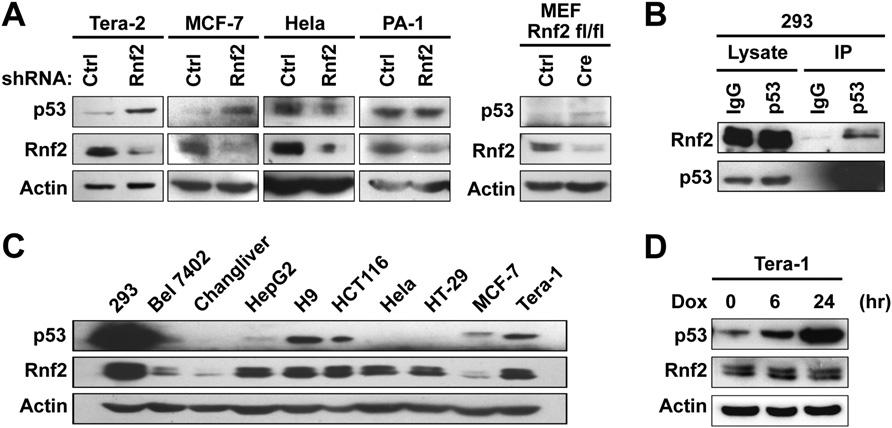 Fig. S2. Rnf2 regulates p53 in specific cell types related to Fig. 2. (A) Rnf2 depletion increases p53 protein levels in Tera-2, MCF-7 cells, and MEFs but not in HeLa or PA-1 cells.