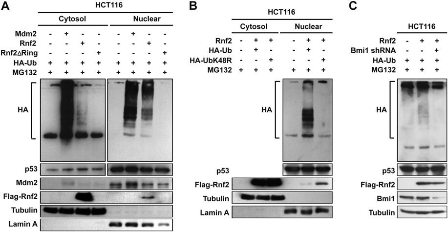 Rnf2 flox/flox MEFs infected with control or CMV-Cre expression adenovirus were harvested 2 d after infection. Cell lysates were then subjected to immunoblotting.