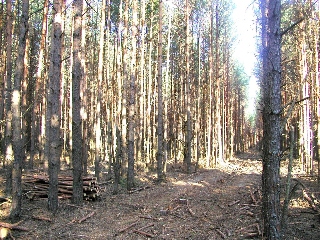 Scotts pine forest in Chernobyl radioactive zone, Ukraine.