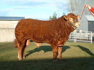 Pedigree beef herds Provide sires for dairy herds (AI & Stock) Ave 4 cows/herd