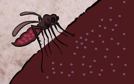 What happens to the mosquito s abdomen as it feeds?