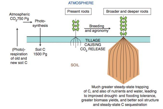 Breeding crop plants with deep roots: their role in sustainable carbon,