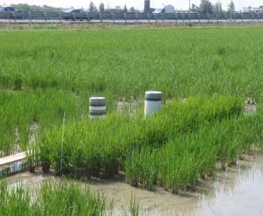 agroeco Integrated nutrient Peatland Irrigation efficiency Landscape of