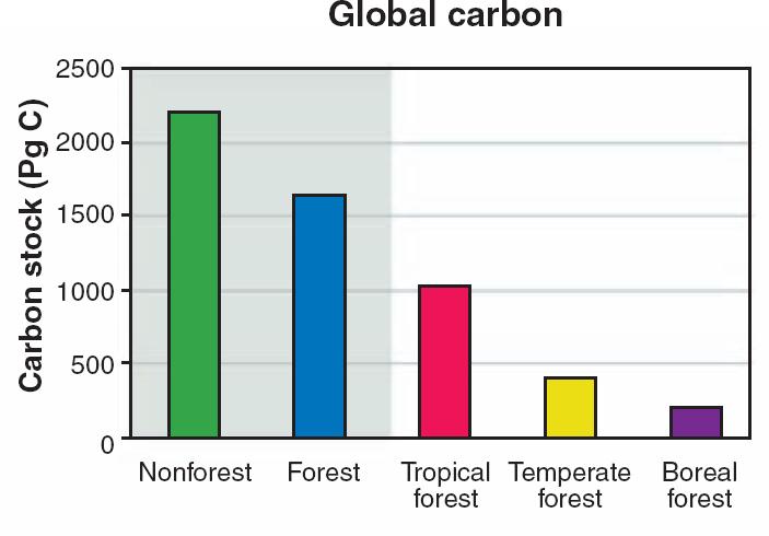 Forest carbon globally 45% of terrestrial carbon is stored in earth s forests Carbon stock by biome % terrestrial C Tropical ~25% Temperate ~10% Boreal ~5% Forests