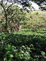 Stock Project Benefit Developing agroforestry Avoiding