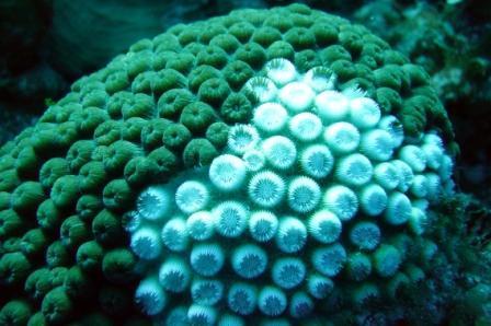 Core Case Study: Why Should We Care about Coral Reefs?