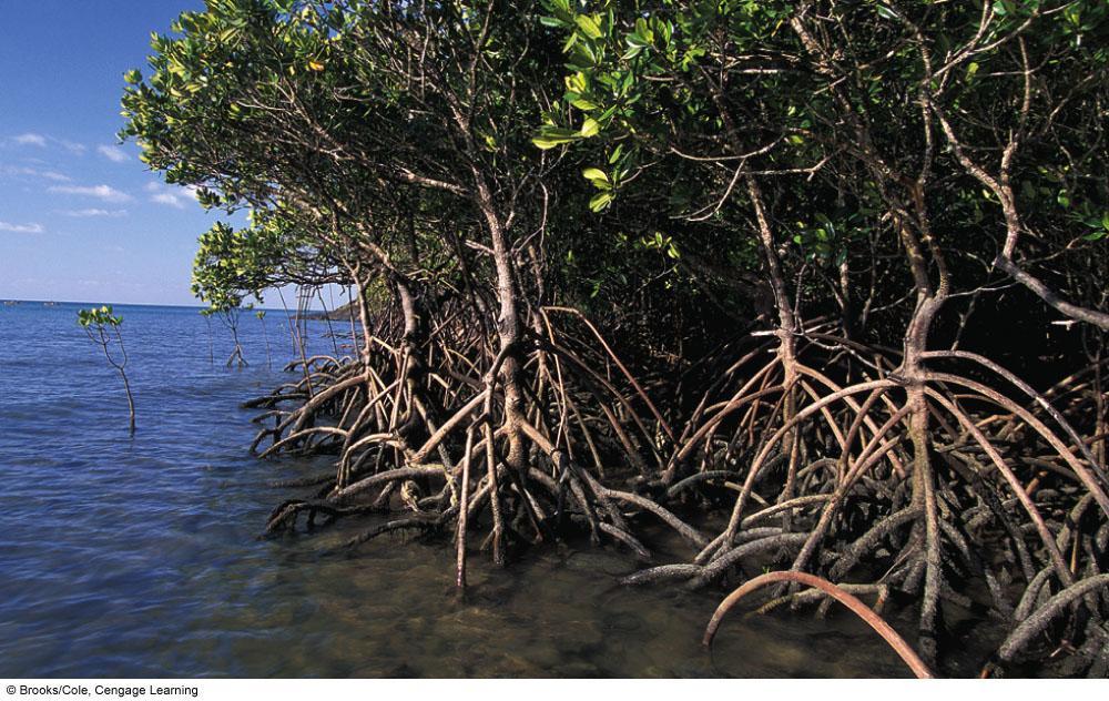 Mangrove Forest in Daintree
