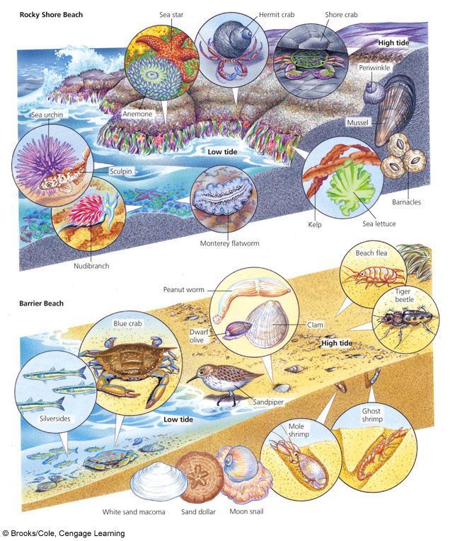 Rocky and Sandy Shores Host Different Types of Organisms Intertidal zone Rocky shores