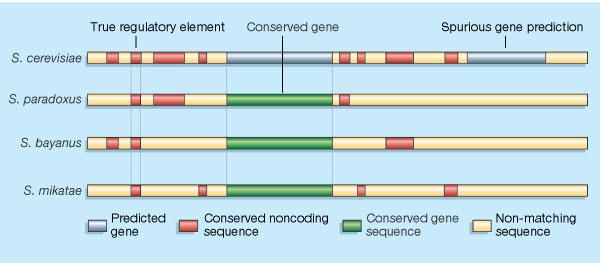 Comparative genomics for gene finding Comparative genomics for gene finding Salzberg, Nature, 2003 Using genomic sequence from S. paradoxus, S. bayanus, S. mikatae Kellis et al.