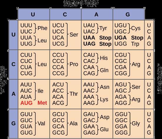 Genetic Code for AA If 3 RNA bases code for 1 AA, RNA could code for 64 AA.